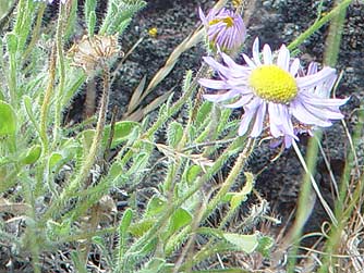 Purple cushion daisy wildflower picture