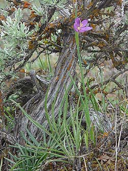 Picture of grass  widow with sagebrush