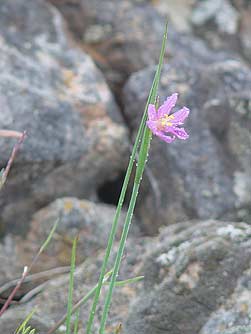 Purple-eyed grass picture