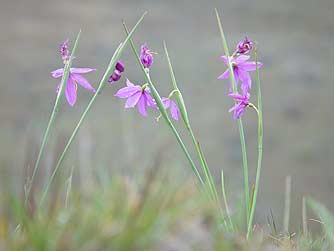 Purple grass widows - Olsynium douglasii
