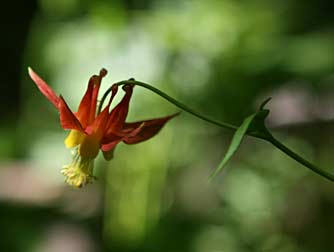 Red columbine or Aquilegia formosa at Northrup Lake, Grant County, WA