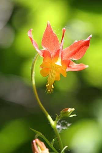 Red columbine, also called western columbine, Sitka columbine or Aquilegia formosa