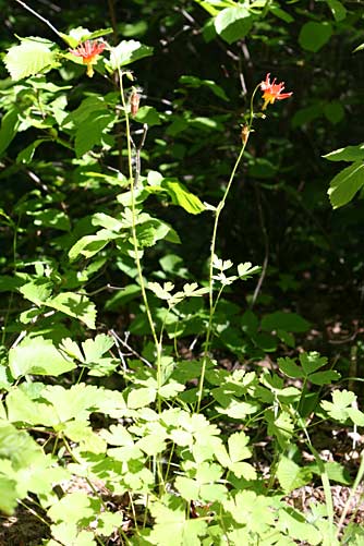 Red columbine plant, Aquilegia formosa