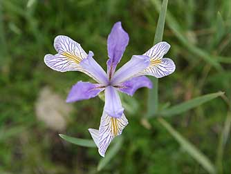 Picture of rocky mountain iris flower