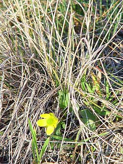 Montane Sagebrush buttercup picture