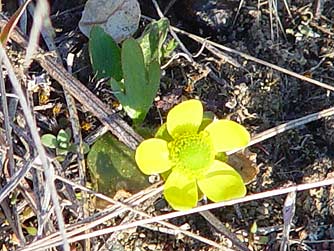 Sagebrush or lemon buttercup picture