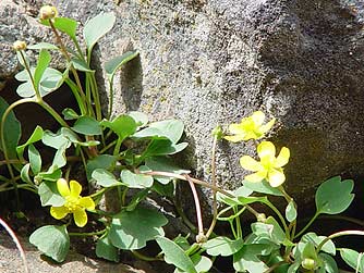 Sagebrush buttercup pictures - Ranunculus glaberrimus