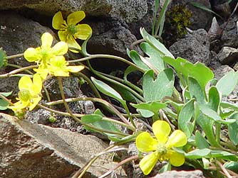 Sagebrush or lemon buttercup picture