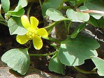 Picture of sagebrush buttercup var. glaberrimus