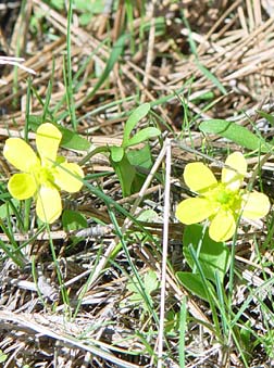 Picture of sagebrush buttercup var. ellipticus in pine needles