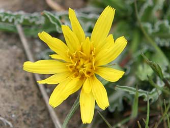 Sagebrush false dandelion flower