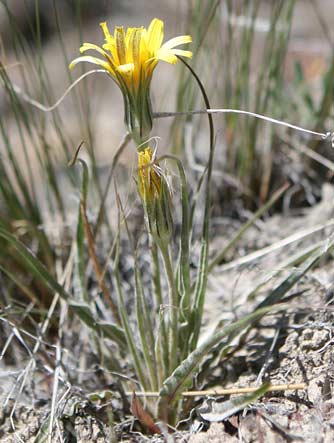 Sagebrush false dandelion wildflower picture - Nothocalais troximoides