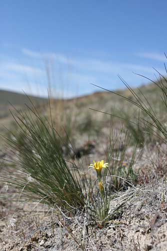 Sagebrush false dandelion picture