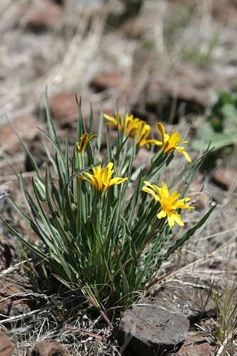 Sagebrush false dandelion