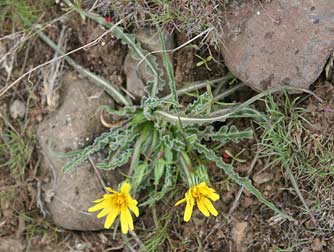 Sagebrush false dandelion