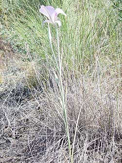 Picture of Sagebrush Mariposa Lily in Grand Coulee