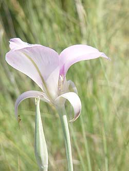 Sagebrush Mariposa desert Lily desert wildflower pictures