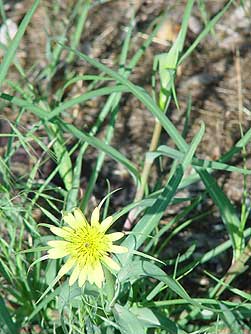 Picture of salsify or goat's beard flower