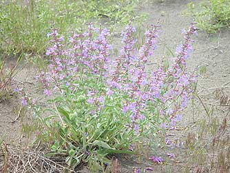 Picture Sand dune penstemon wildflower - Penstemon acuminatus