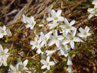 Pictures of white and pink sand springbeauty wildflowers