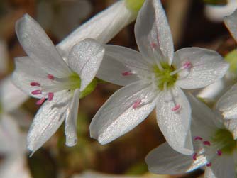 Sand springbeauty flowers at Lake Roosevelt in April