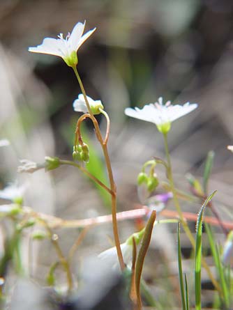 Sand springbeauty plants - Claytonia arenicola