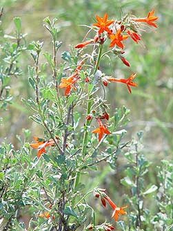 Picture of scarlet gilia or Ipomopsis aggregata blooming amang bitterbrush