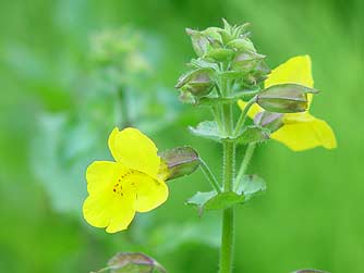 Seep Monkeyflower picture