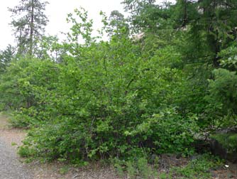 Beaked hazelnut bush or Corylus cornuta