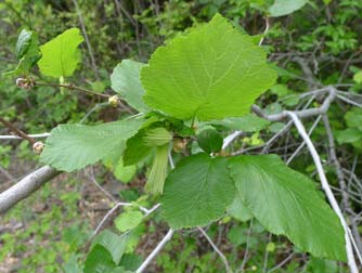 Beaked hazelnut leaves