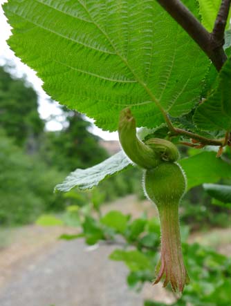 Beaked hazelnut