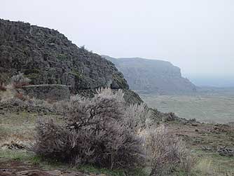 Big sagebrush picture