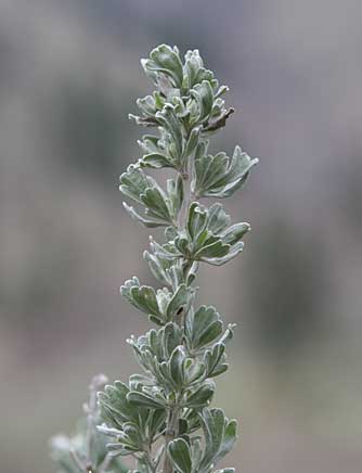 Picture of big sagebrush leaves