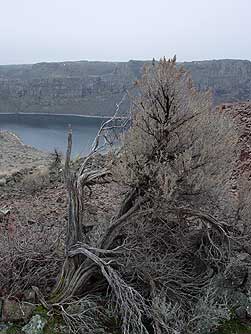 Big sagebrush overlooking Dusty Lake