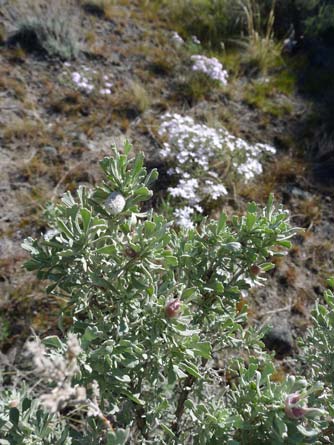 Picture of big sagebrush leaves