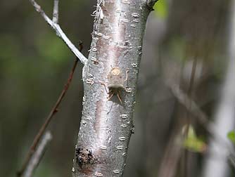 Bitter cherry bark