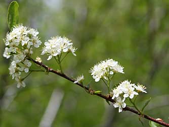 Picture of bitter cherry flowers