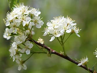 Picture of bitter cherry flowers - Prunus emarginata