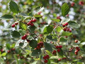 Black hawthorn branch, leaves and fruit