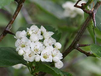 Picture of black hawthorn flowers and thorns