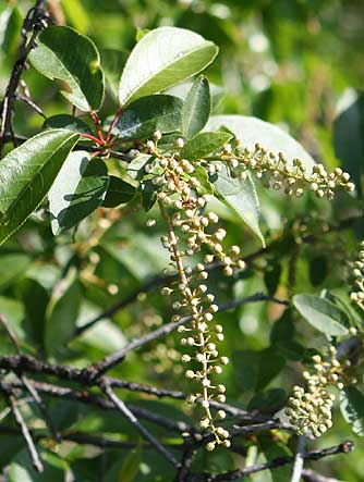 Young chokecherries