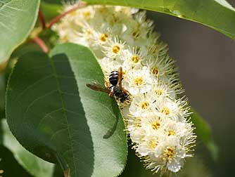 Picture of chokecherry