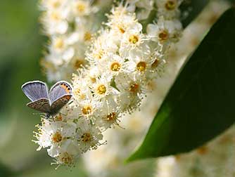 Blooming chokecherry providing nectar for butterfly