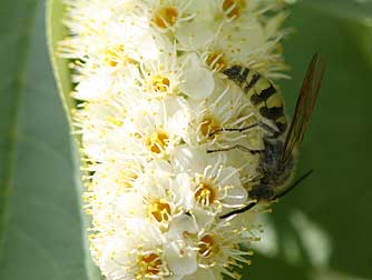 Picture of chokecherry flowers - Prunus virginiana