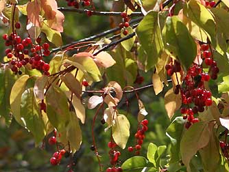 wisconsin chokecherry jelly for sale