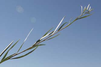 Picture of coyote willow branch and leaves