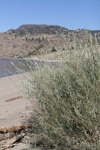 Coyote willow or Salix exigua