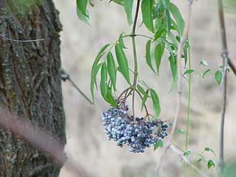 Picture of elderberry bark and blue elderberries