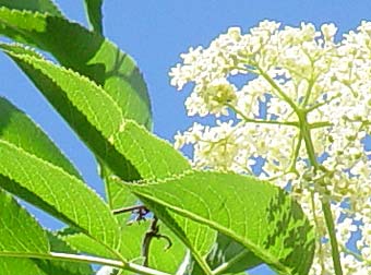 Elderberry flower and leaf