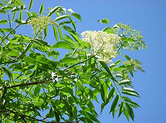 Elderberry flower picture